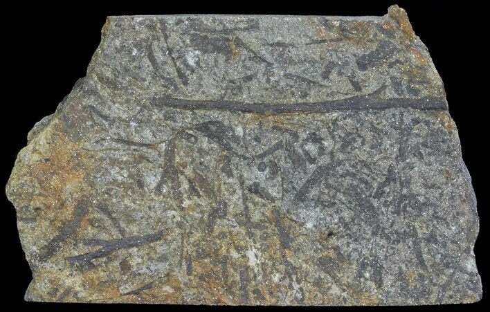 Plate Of Devonian Plant (Gosslingia) Fossils - Wales #66664